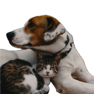 Pies czy Kot?
Co więcej kosztuje?