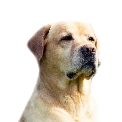 Labrador Retriever