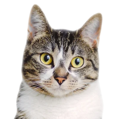 Dachowiec&nbsp;/&nbsp;Kot&nbsp;mieszaniec