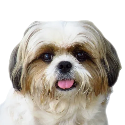 Shih Tzu